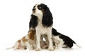 King Charles Spaniel mum and puppies Royalty Free Stock Photo