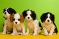 King Charles Spaniel puppies Royalty Free Stock Photo