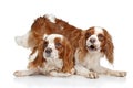 King Charles spaniel puppies Royalty Free Stock Photo