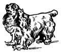 King Charles Spaniel, vintage illustration