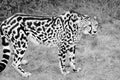 King Cheetah