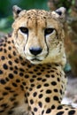 King Cheetah