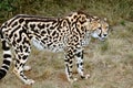 King Cheetah. Royalty Free Stock Photo