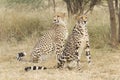 King Cheetah and Cheetah, South Africa Royalty Free Stock Photo