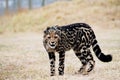 King cheetah cub with rare coat pattern