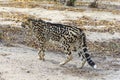 King Cheetah in Greater Kruger National Park, South Africa Royalty Free Stock Photo