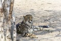 King Cheetah in Greater Kruger National Park, South Africa Royalty Free Stock Photo