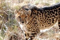 A king cheetah showing its unique coat pattern Royalty Free Stock Photo