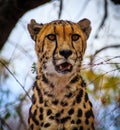 A King Cheetah