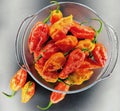 Red King chilli World`s Hotest Pepper Bhut Jolokia Umarok Studio shot top view Glass bowl sivathei raja mircha