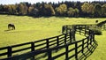 Horse farm with fences in fall color in Ontario, Canada Royalty Free Stock Photo