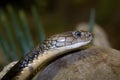 King Cobra Royalty Free Stock Photo