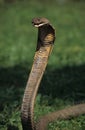 King cobra Royalty Free Stock Photo