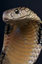 King Cobra Royalty Free Stock Photo