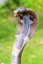 King cobra