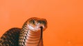 King Cobra with Forked Tongue Royalty Free Stock Photo