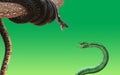 King cobra and green snake fighting and attacking 3D rendered model Royalty Free Stock Photo