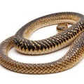 King Cobra, isolated on white background