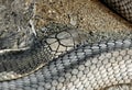 King Cobra Lie Down on sand and stone Royalty Free Stock Photo