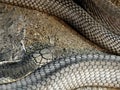 King Cobra Lie Down on sand and stone Royalty Free Stock Photo