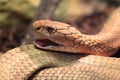 King cobra Royalty Free Stock Photo