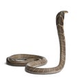 King cobra - Ophiophagus hannah Royalty Free Stock Photo