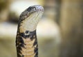 King cobra Ophiophagus hannah