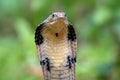 The king cobra Ophiophagus hannah