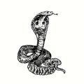 The king cobra Ophiophagus hannah. Ink black and white doodle drawing Royalty Free Stock Photo