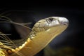 The king cobra Ophiophagus hannah