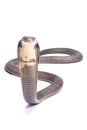 King cobra, Ophiophagus hannah Royalty Free Stock Photo