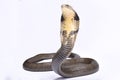 King cobra, Ophiophagus hannah Royalty Free Stock Photo