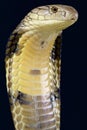 King cobra (Ophiophagus hannah)