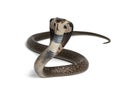 King cobra, Ophiophagus hannah, venomous snake against white Royalty Free Stock Photo
