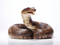 Ai Generated illustration Wildlife Concept of King cobra Ophiophagus hannah venomous snake against white Royalty Free Stock Photo