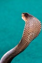 King Cobra Ophiophagus hannah The world`s longest venomous snake.