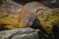 King Cobra at ZSL London Zoo Royalty Free Stock Photo