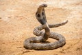 The King Cobra on sand. Royalty Free Stock Photo