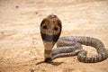The King Cobra on sand. Royalty Free Stock Photo