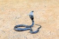 The King Cobra on sand Royalty Free Stock Photo