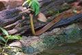 King cobra seek for water feed in natural forest