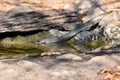 King cobra seek for water feed in natural forest