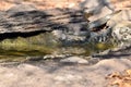 King cobra seek for water feed in natural forest