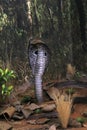 King cobra snake Royalty Free Stock Photo