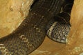 king cobra snake in cave Royalty Free Stock Photo