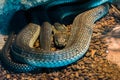 King cobra snake in the jungle