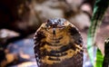 King Cobra snake in Uganda, Africa Royalty Free Stock Photo