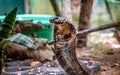 King Cobra snake in Uganda, Africa Royalty Free Stock Photo