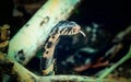 King Cobra snake in Uganda, Africa Royalty Free Stock Photo