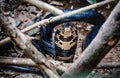 King Cobra snake in Uganda, Africa Royalty Free Stock Photo